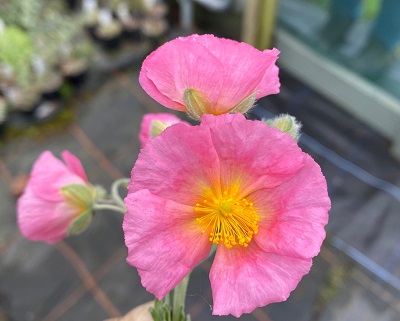 Helianthemum 'Wisley Pink'